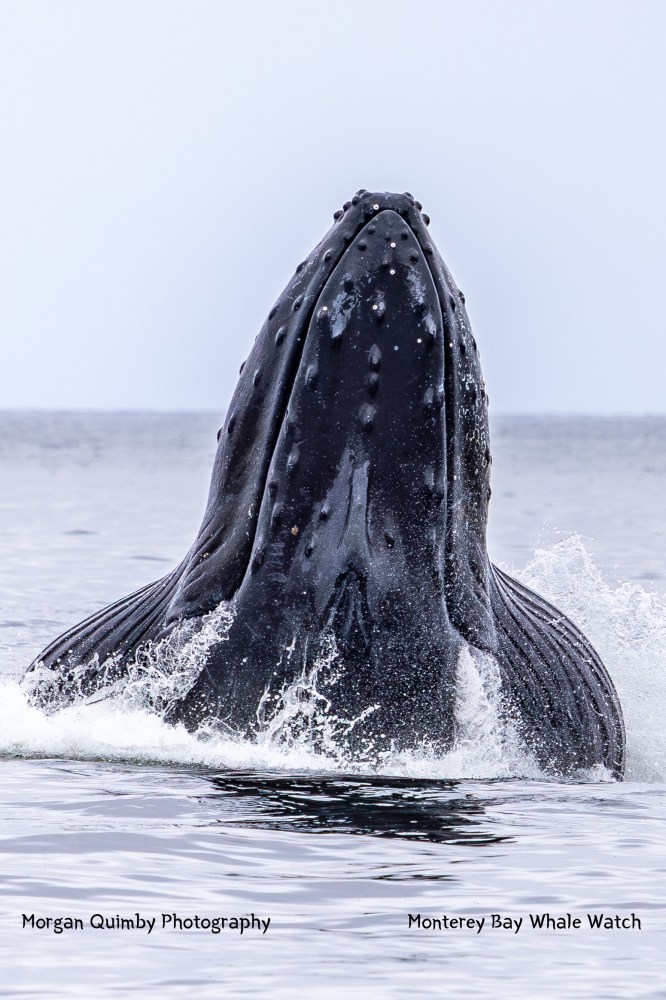 Humpback whale breaching water surface, head first in ocean.