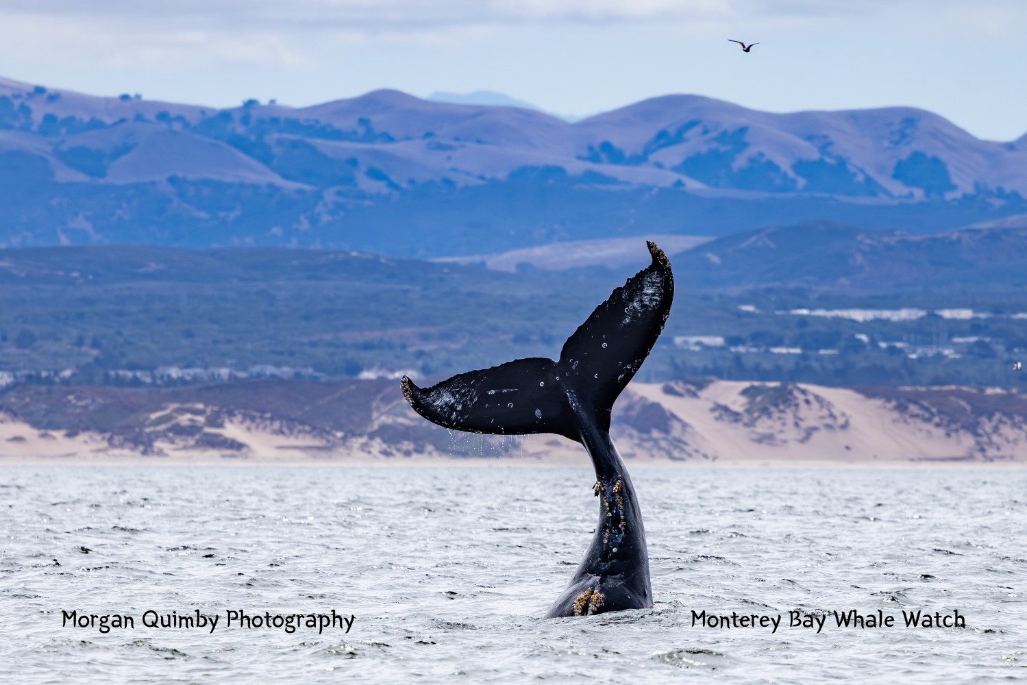 Whale tail above ocean with mountains in the background and a bird flying overhead.