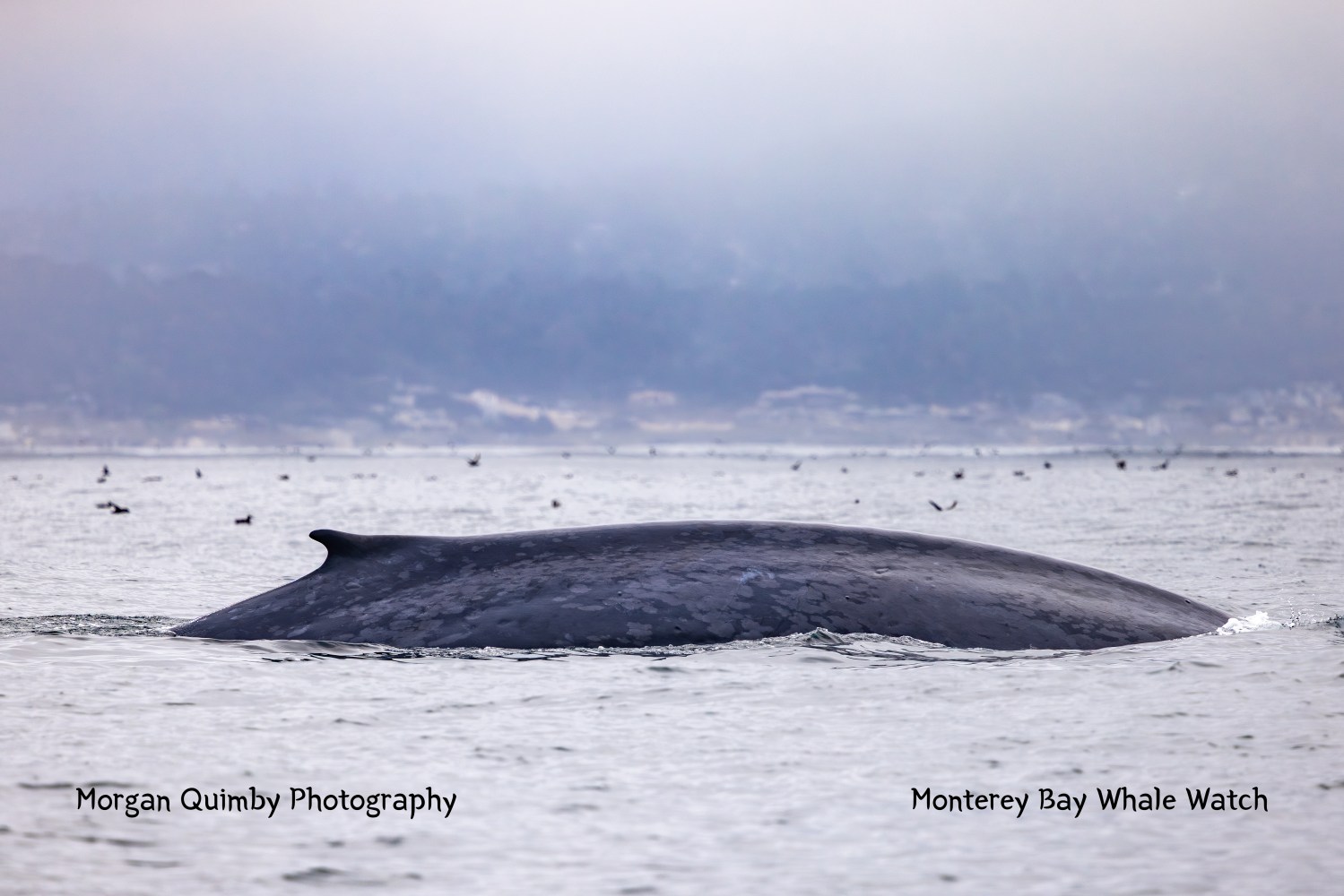 Blue whale surfacing in misty ocean with birds flying overhead.