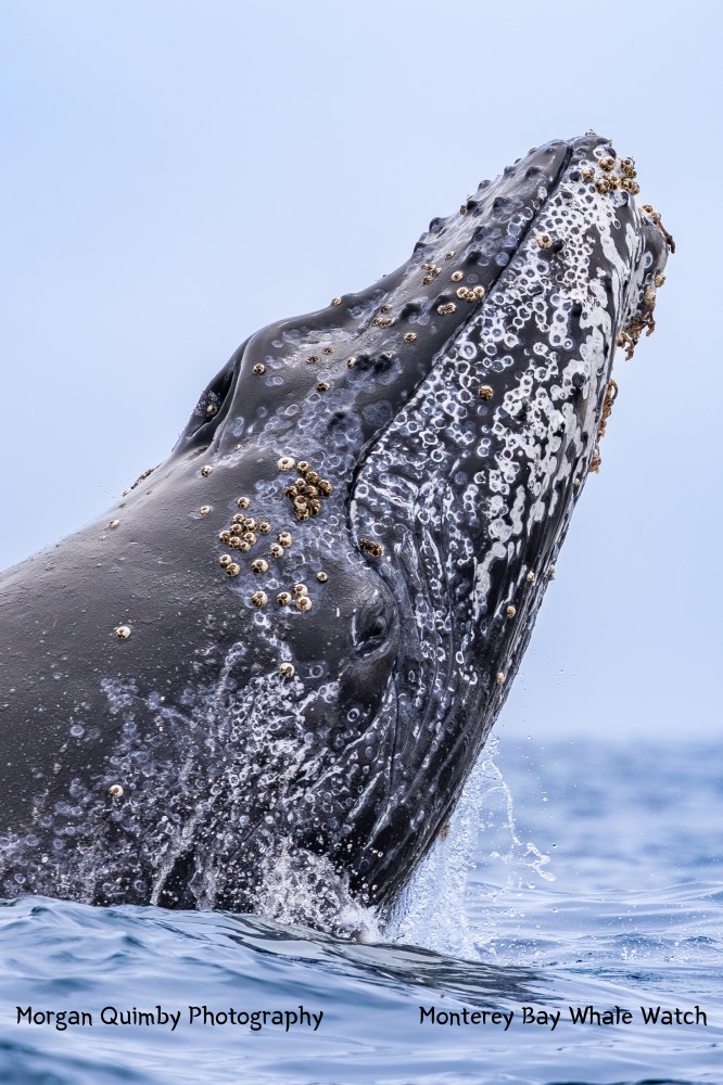 Close-up of a breaching whale with barnacles in the ocean.