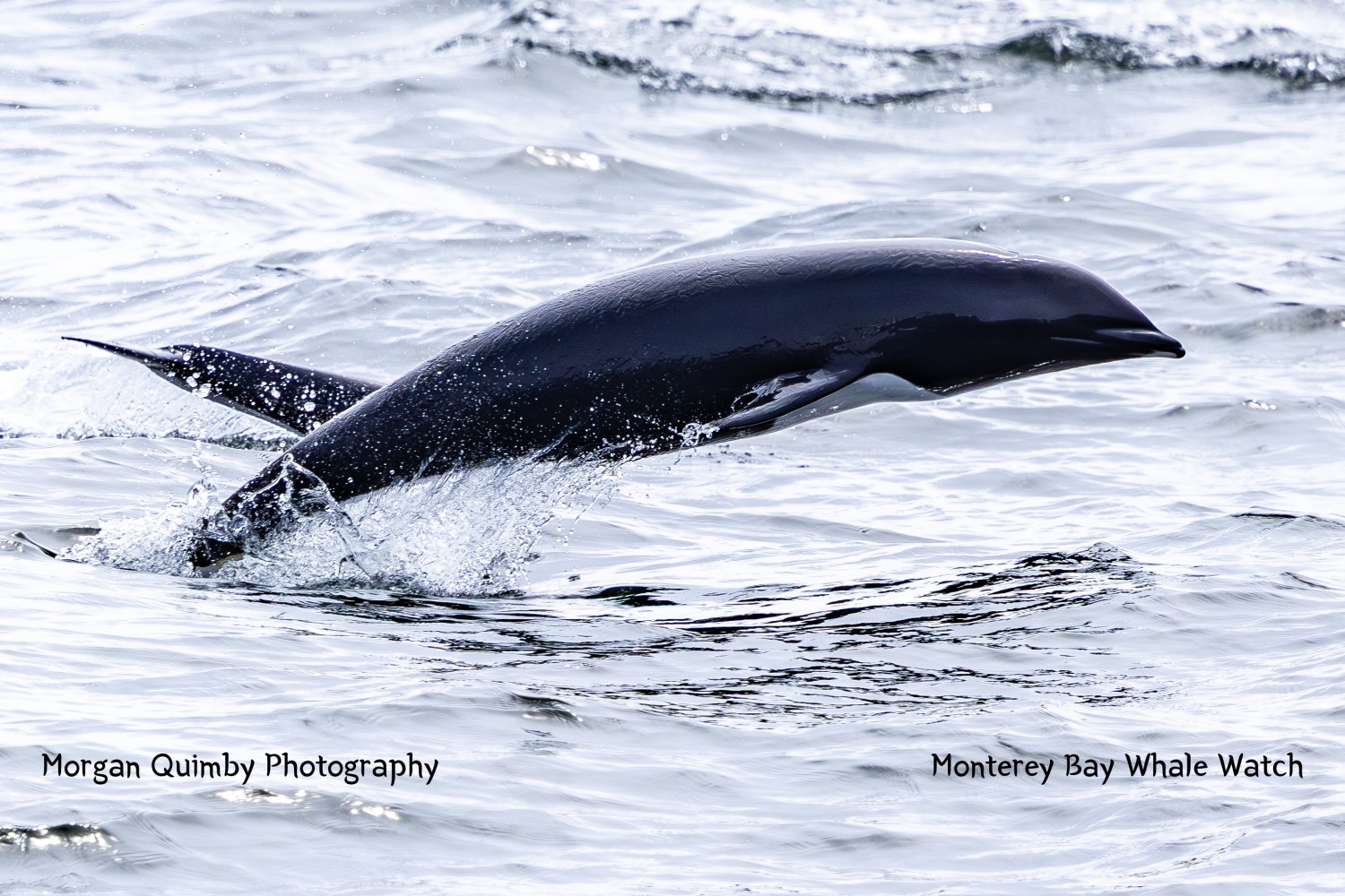 Dolphin leaping out of the water, creating splashes in the ocean.