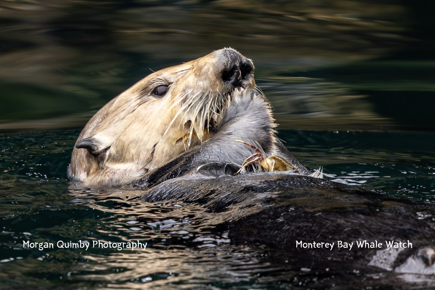 Sea otter floating on its back in water, holding a crab against its chest.
