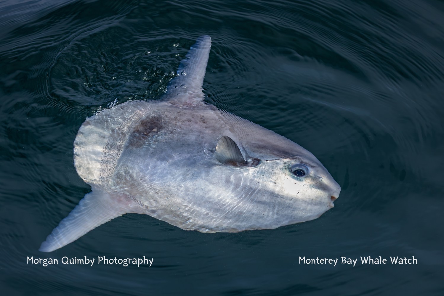 Ocean sunfish swimming near the surface of dark water.