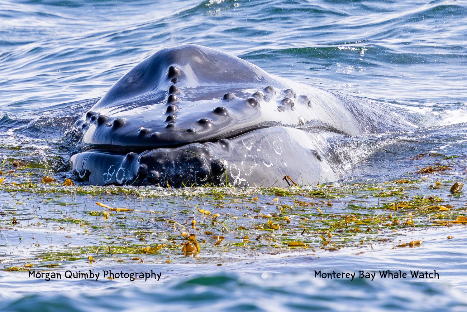 Humpback whale surfacing with seaweed on its head in the ocean.