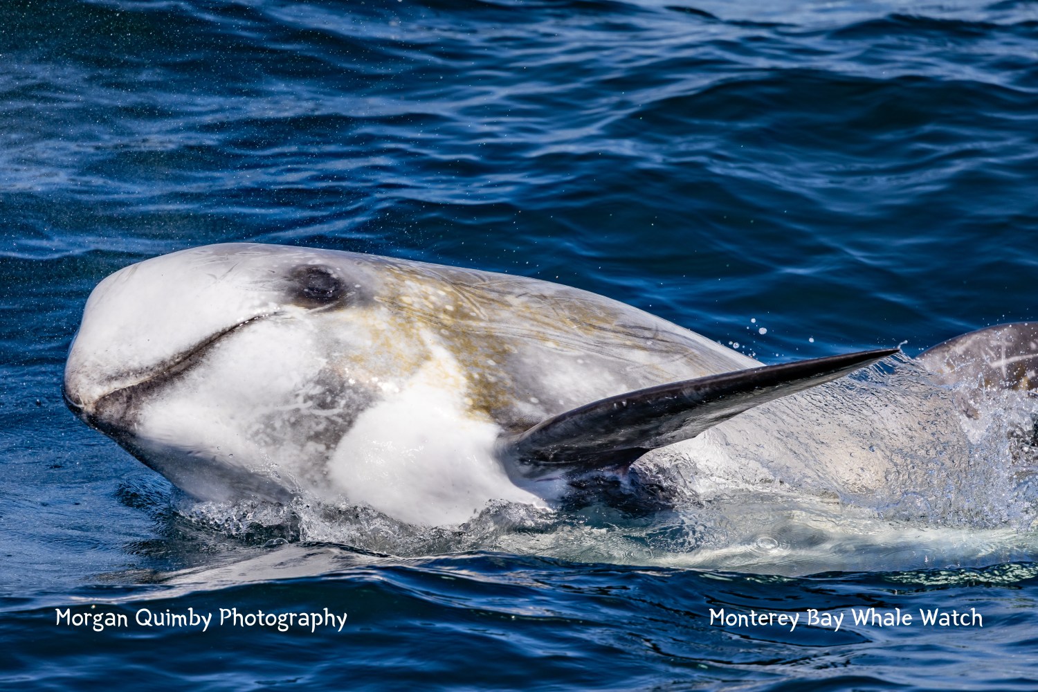 Close-up of a whale swimming in the ocean, with its head and fin above water.