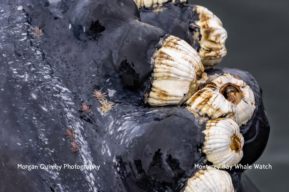 Close-up of barnacles and parasites on a whale's skin surface, showcasing marine life details.