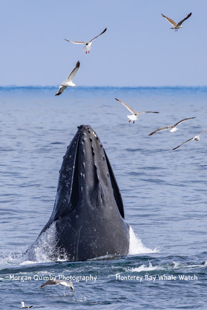 Humpback whale breaching with seagulls flying above in the ocean.