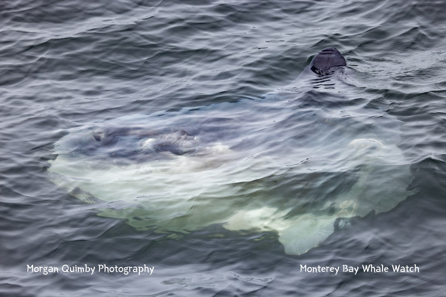 Sunfish partially submerged in rippling ocean water, with dorsal fin visible.