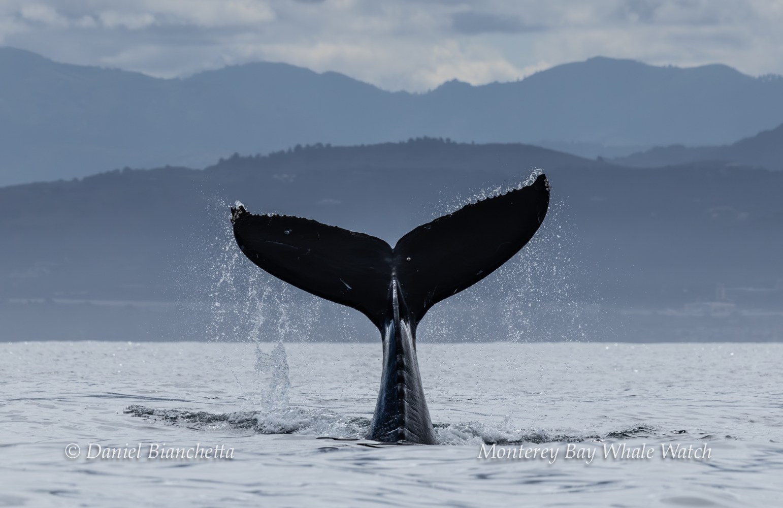 Whale tail splashing in ocean with distant mountains in the background.