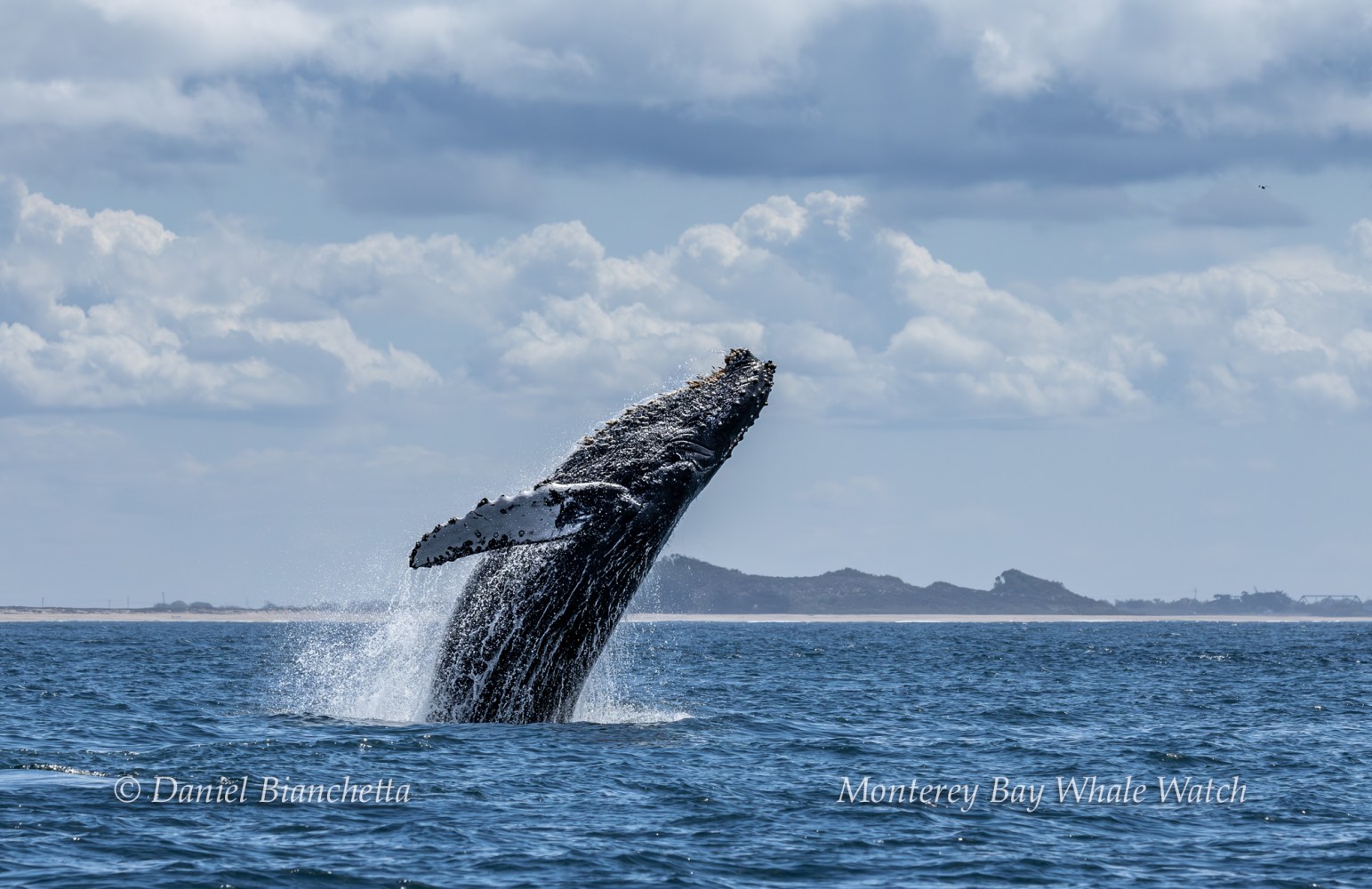 Humpback whale breaching out of ocean against a cloudy sky.