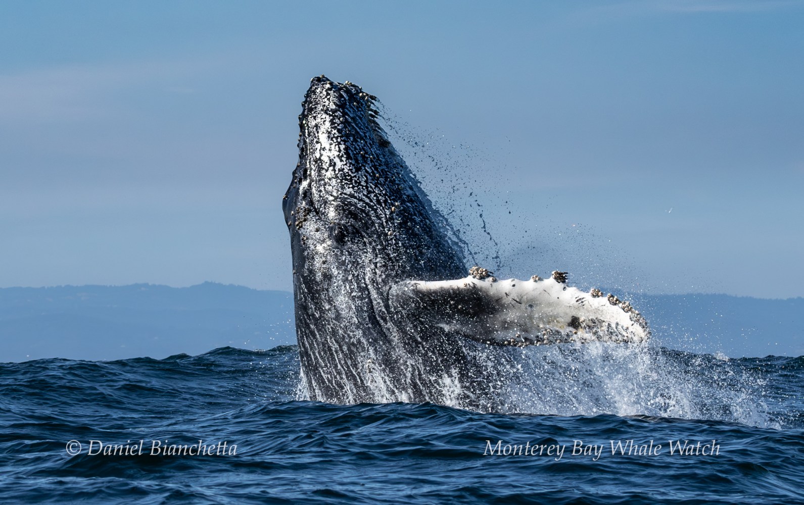 A humpback whale breaches the ocean surface, splashing water around.
