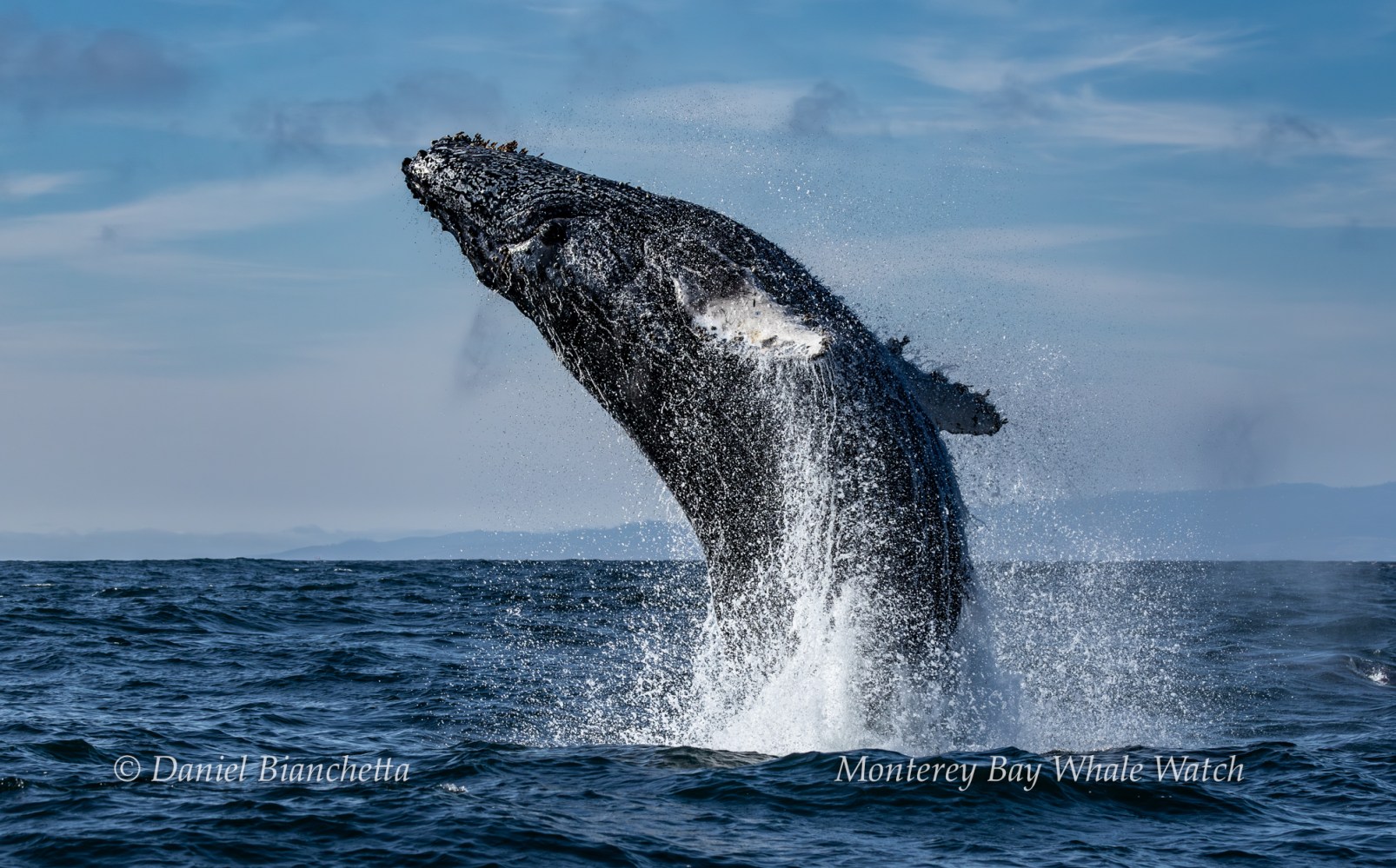 Humpback whale breaching the ocean surface against a blue sky.