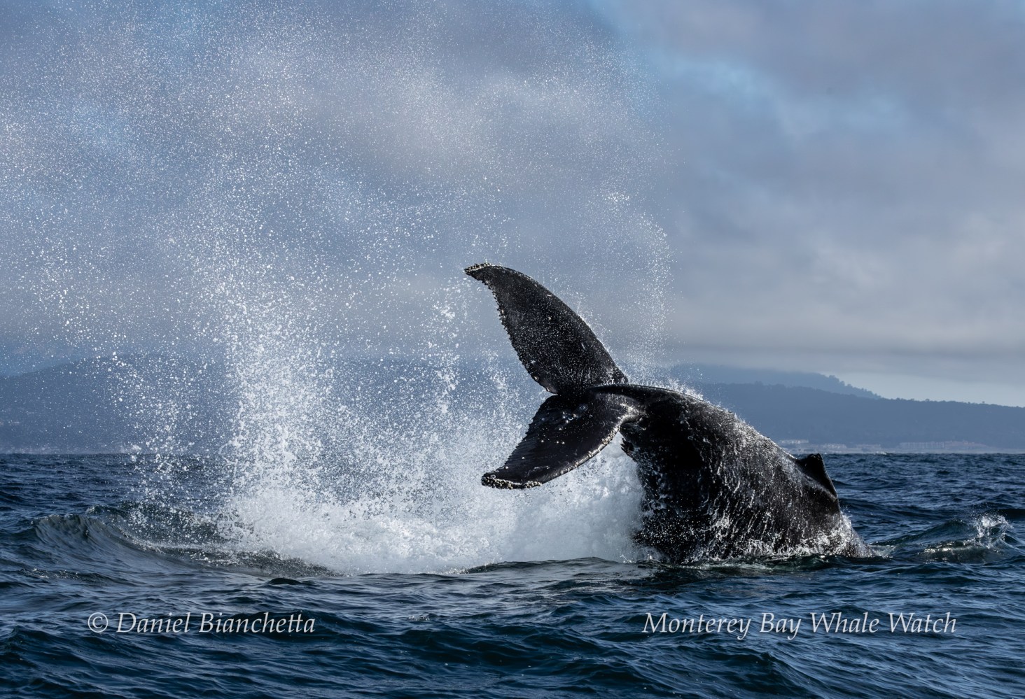 Whale tail splashing in ocean water with hills in the background.