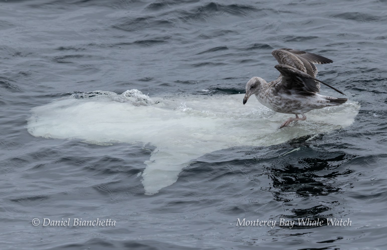 Seagull standing on a small iceberg floating in the ocean.