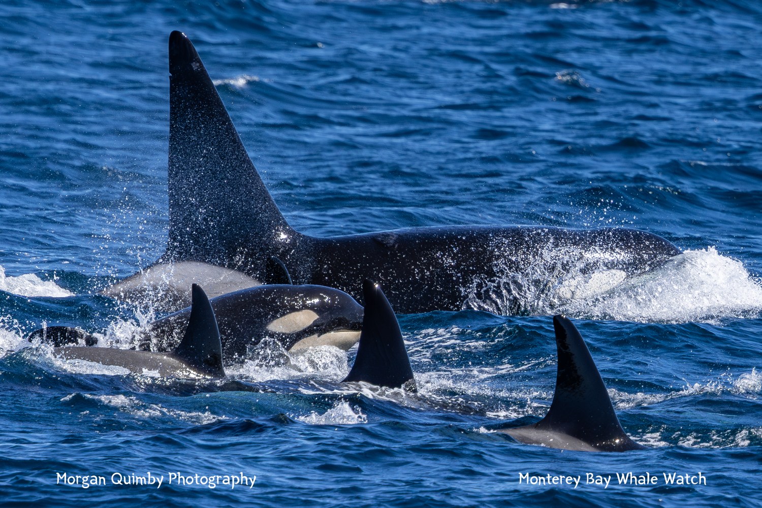 A pod of orcas swimming in the blue ocean, with fins and backs partially visible above water.