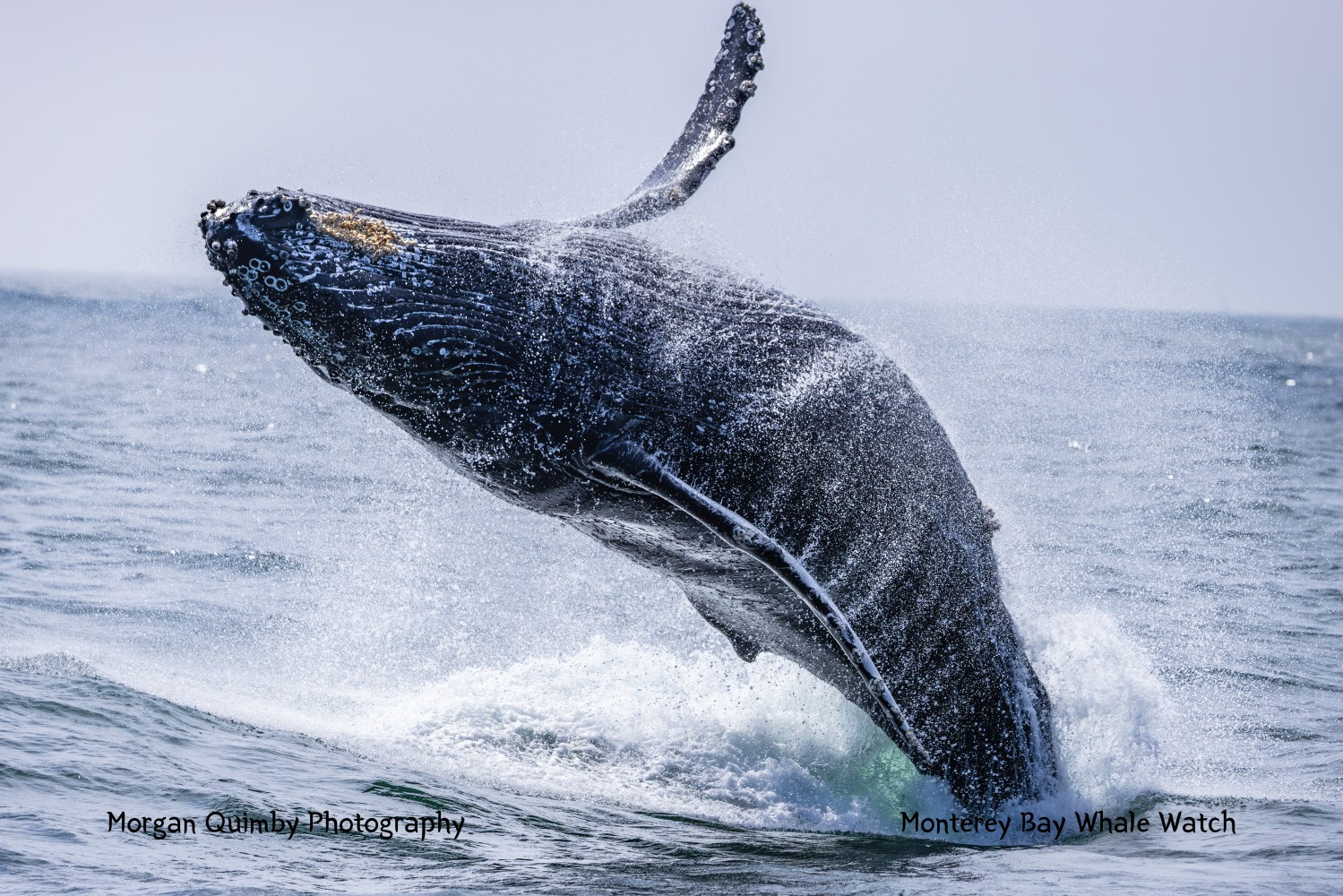 Humpback whale breaching out of the ocean with water splashing around.