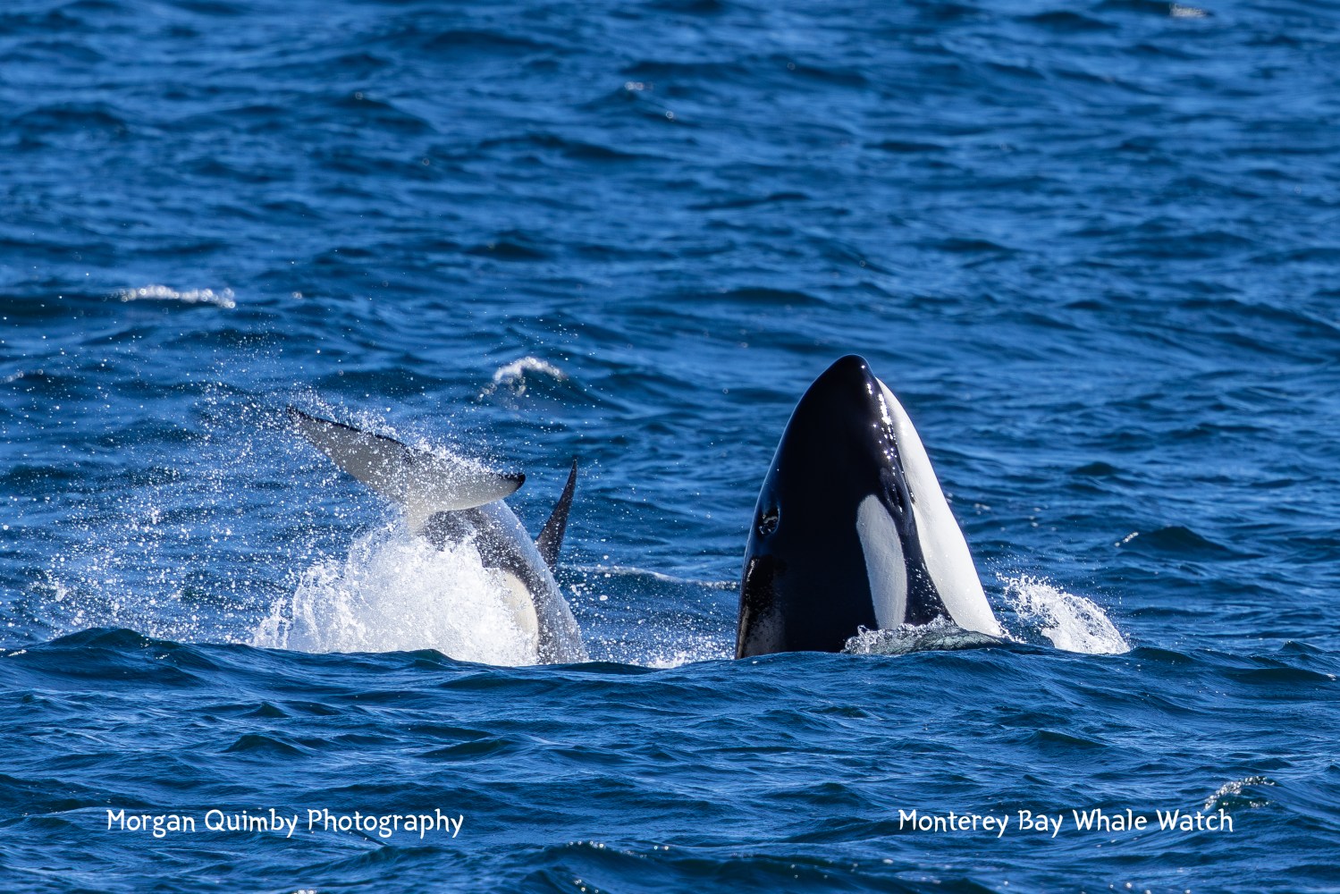 Orca breaching the ocean surface with water splashing around.
