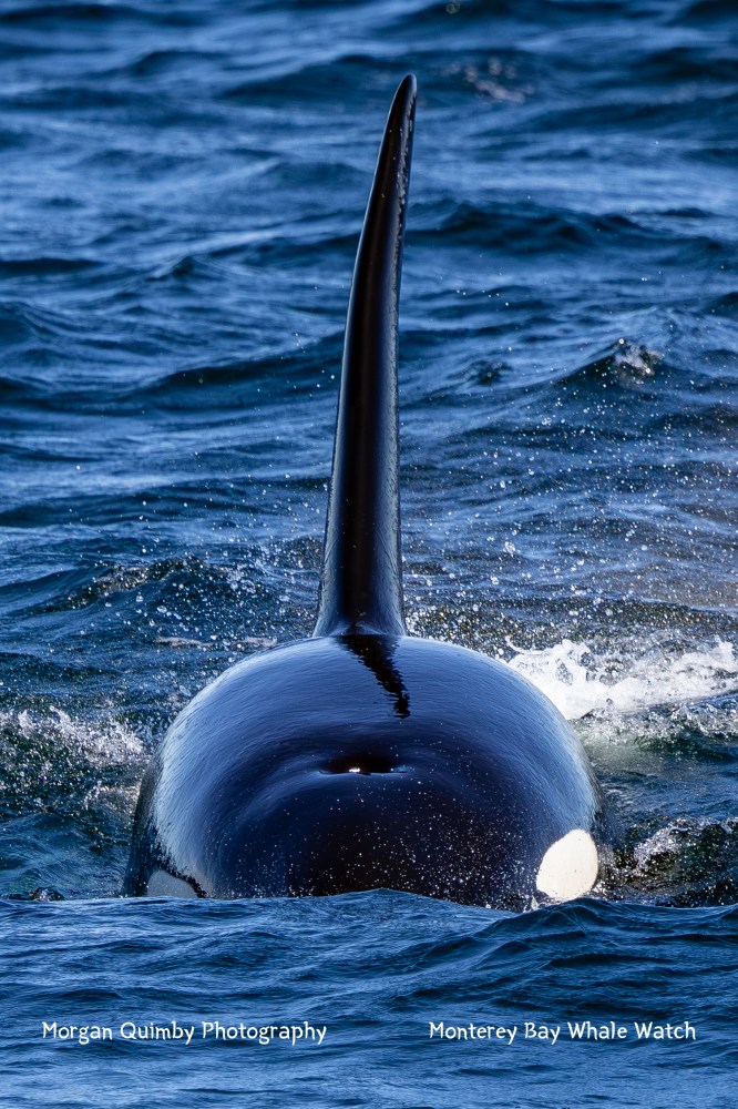 Orca fin emerging from ocean water, viewed from behind.