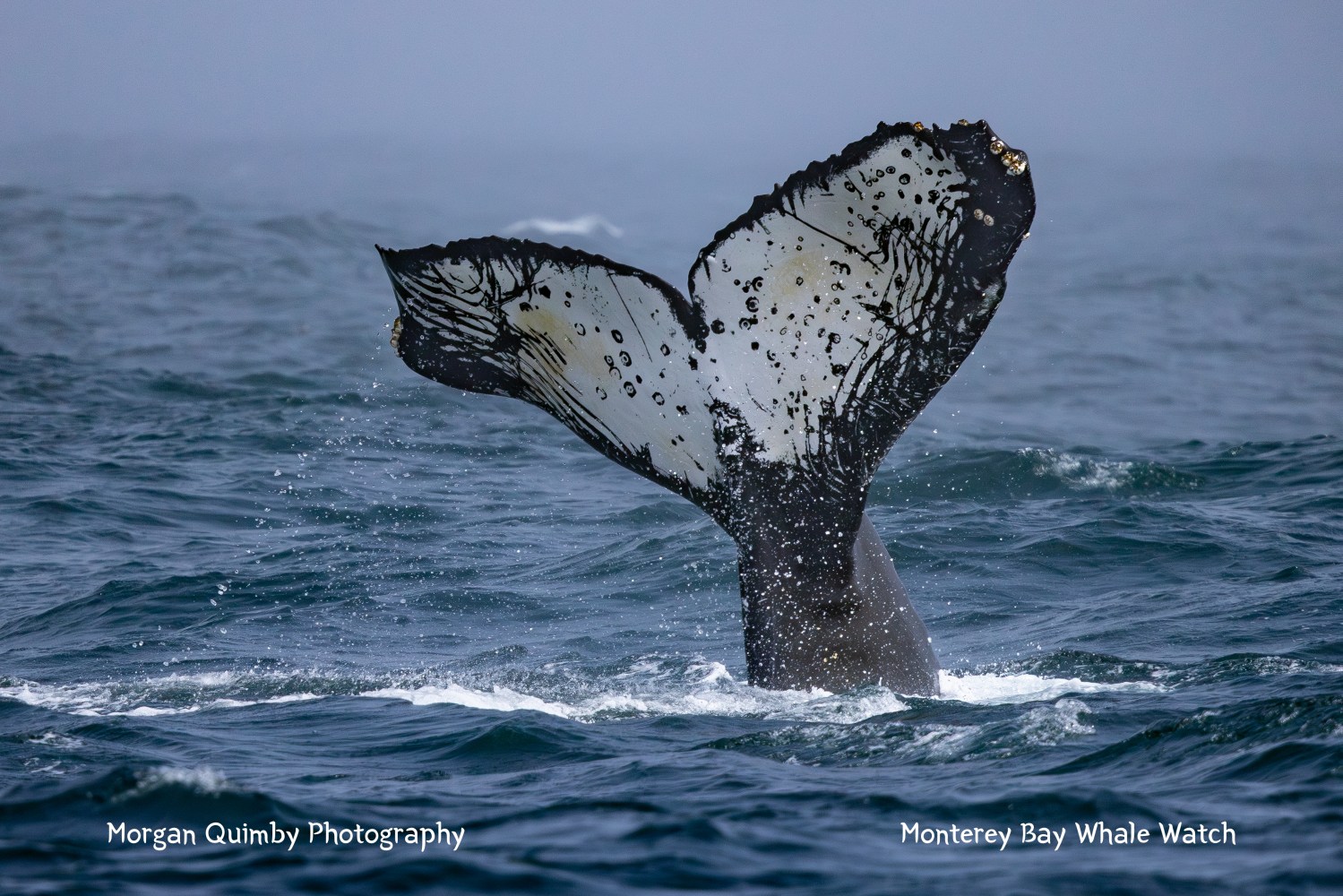 Humpback whale tail above ocean surface on a foggy day.
