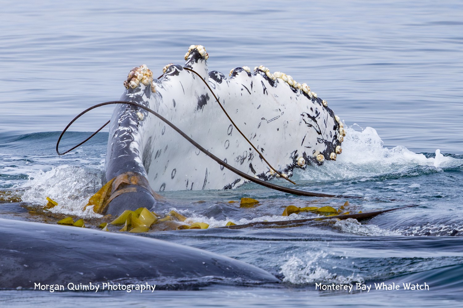 Whale fluke with barnacles surrounded by seaweed and water surfaces.