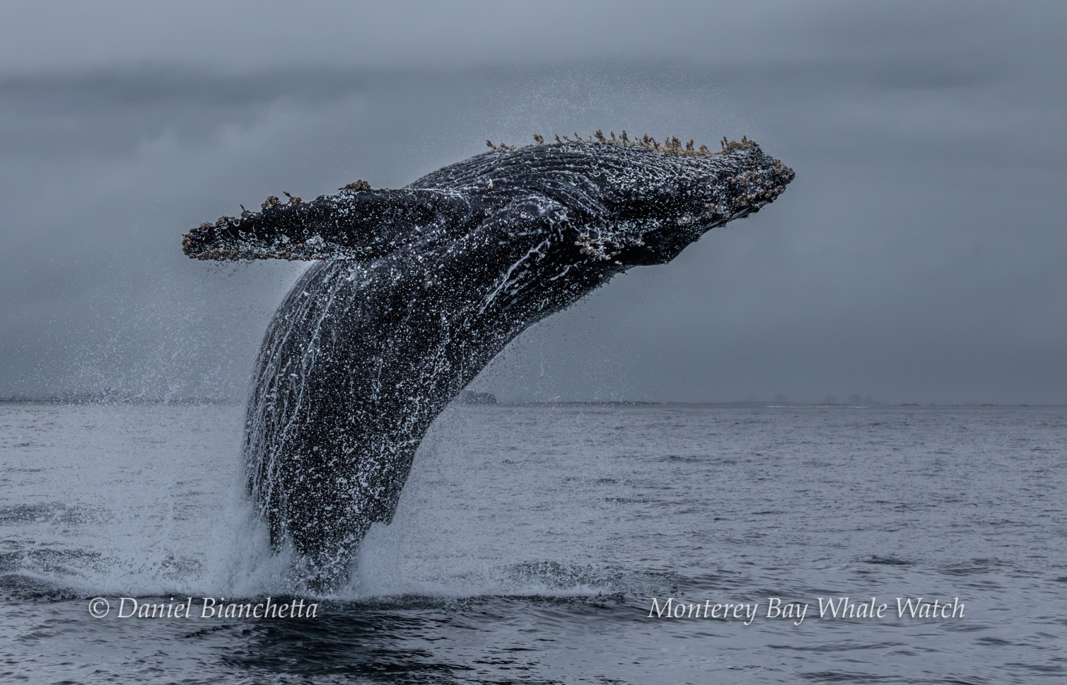 A whale breaching water, surrounded by seabirds, under a cloudy sky in the ocean.
