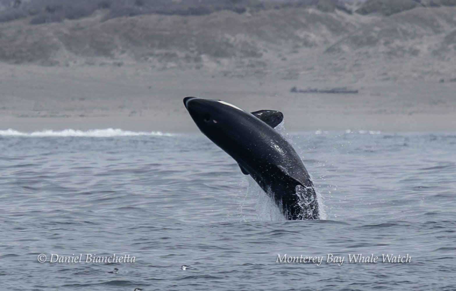 Orca breaching in ocean near shore, cloudy sky and hills in background.