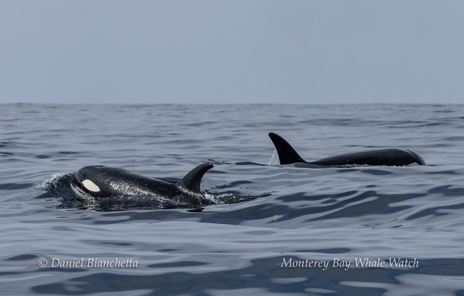 Two orcas swimming near the ocean surface under a clear sky.