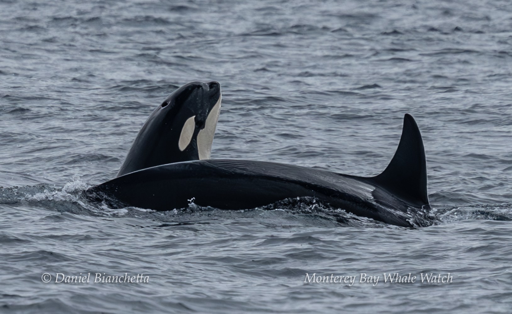 Orca swimming in the ocean with dorsal fin visible above water surface.