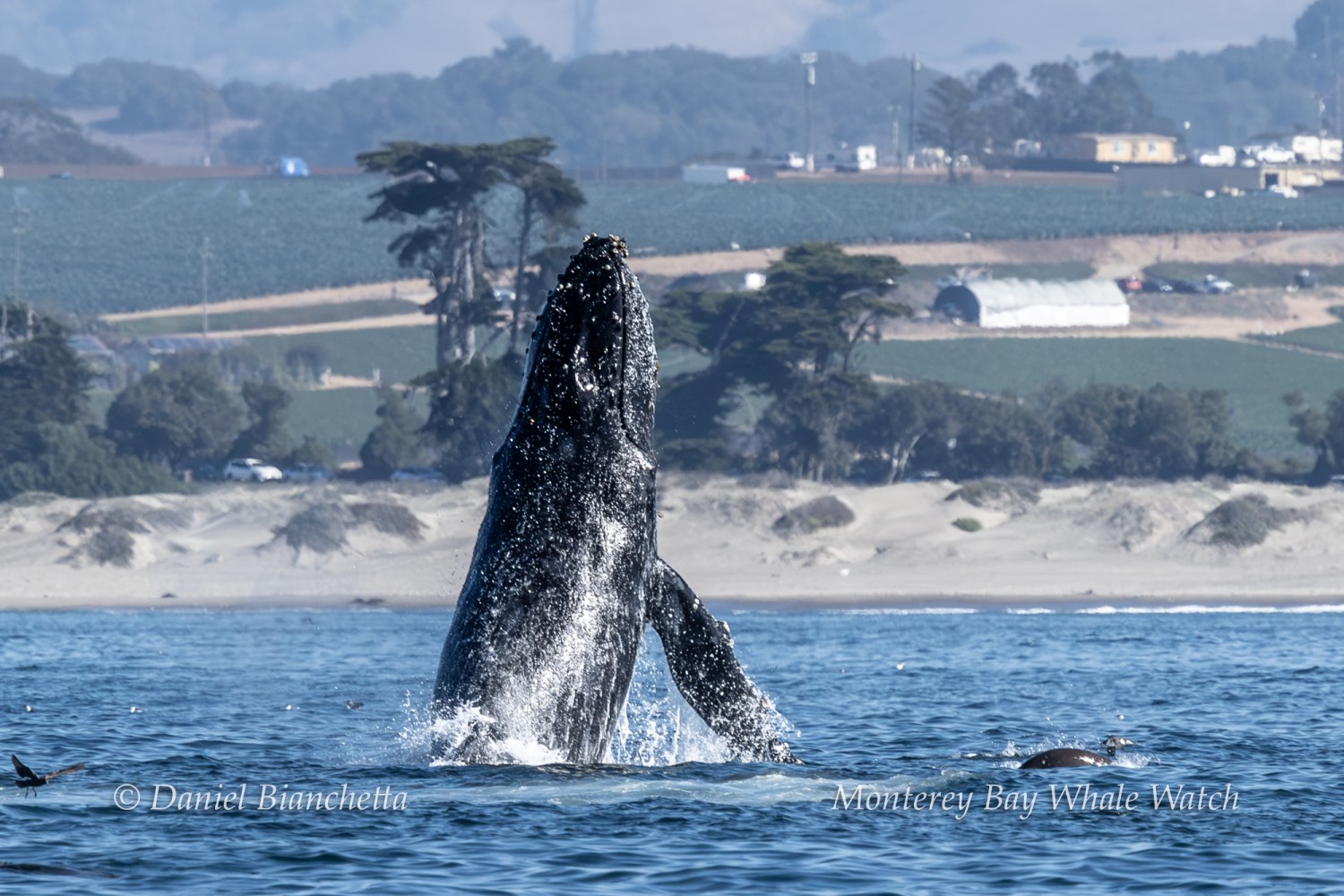 Humpback whale breaching in ocean near sandy shore and trees in background.