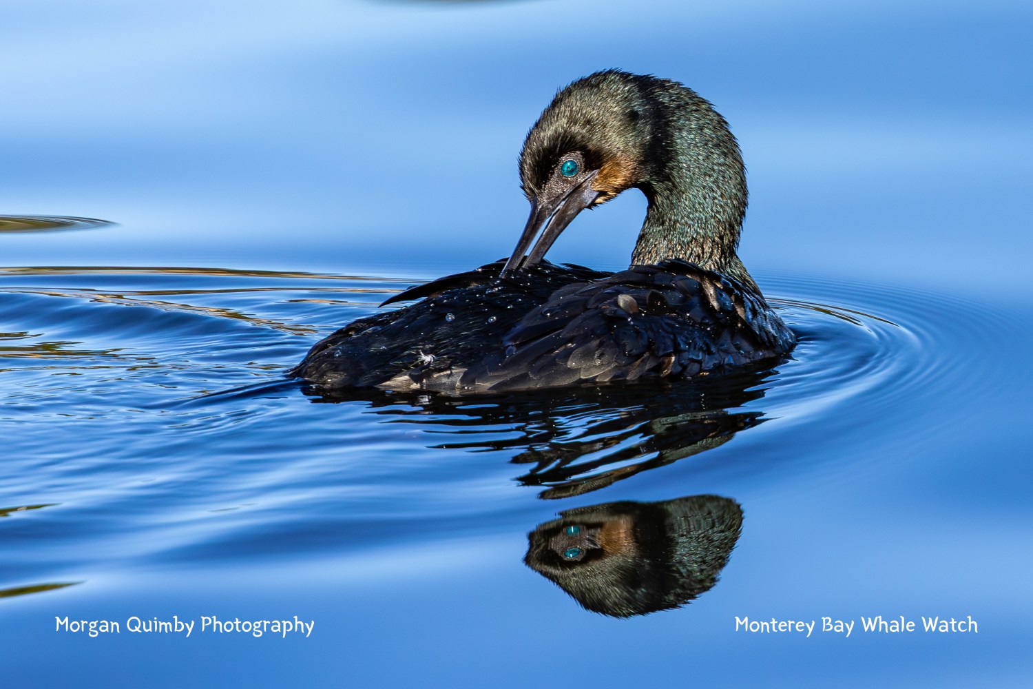 A cormorant with blue eyes floats on calm blue water, creating a reflection.