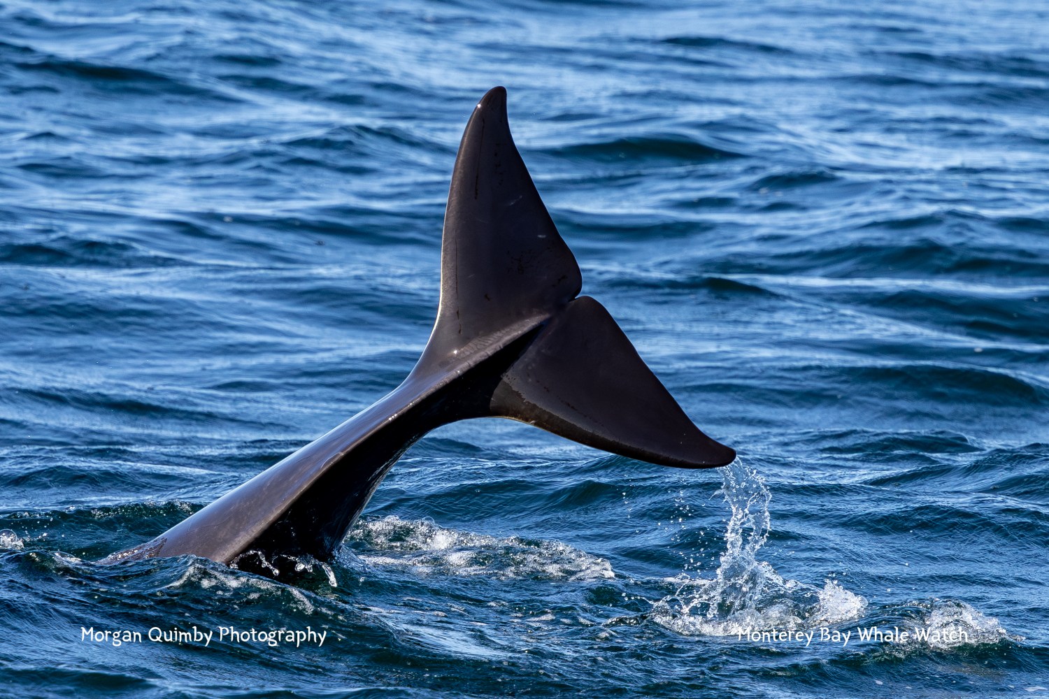Close-up of a whale's tail fin above the ocean surface.