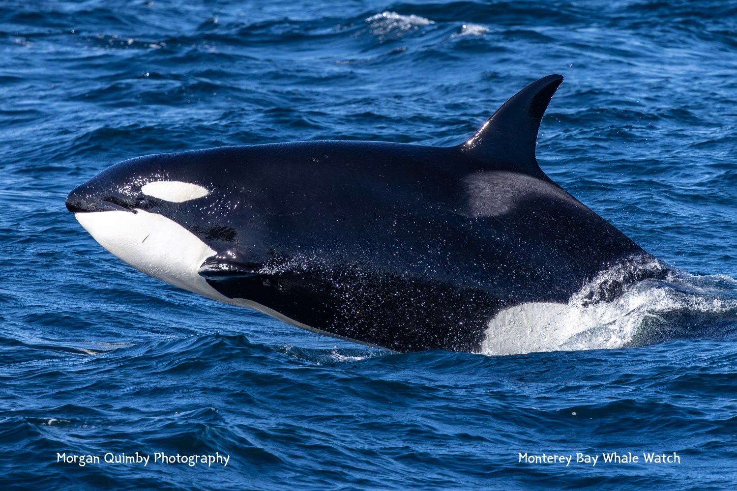 Orca swimming in blue ocean, partially above water with visible dorsal fin.