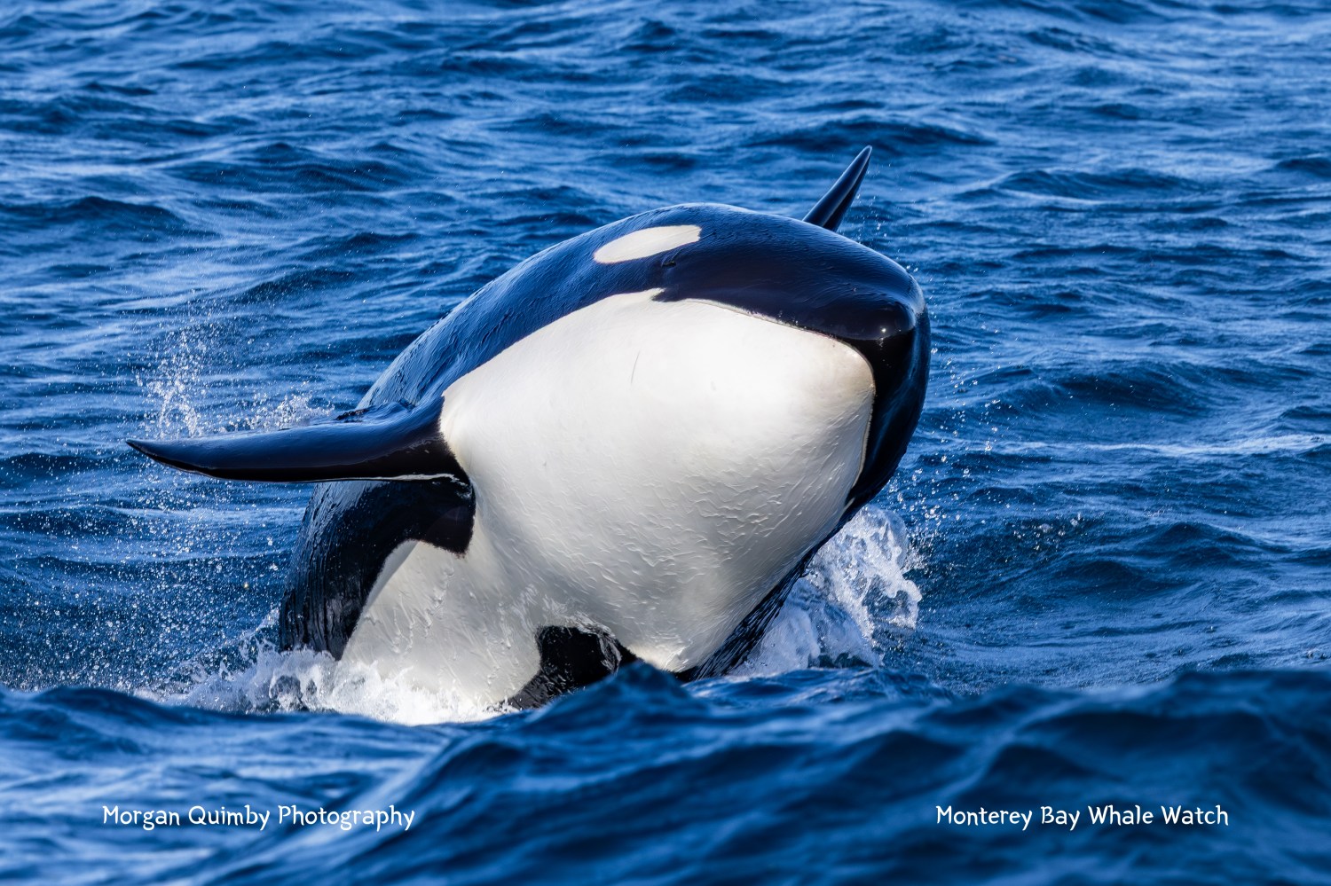 Orca breaching water surface with head and dorsal fin visible against the blue ocean background.