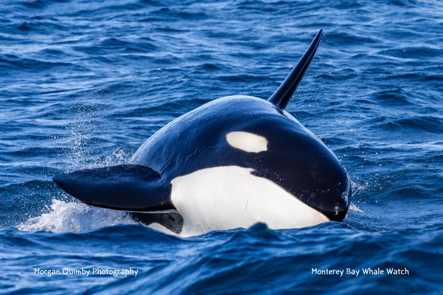 Orca swimming with head above ocean surface, water splashing around.