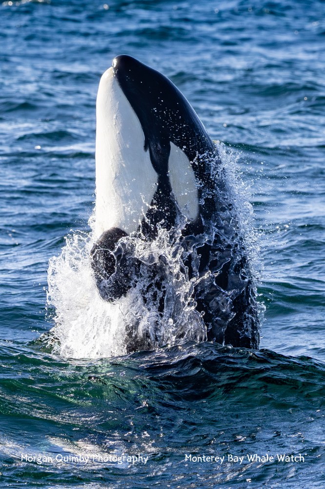 Orca breaching water with splash.