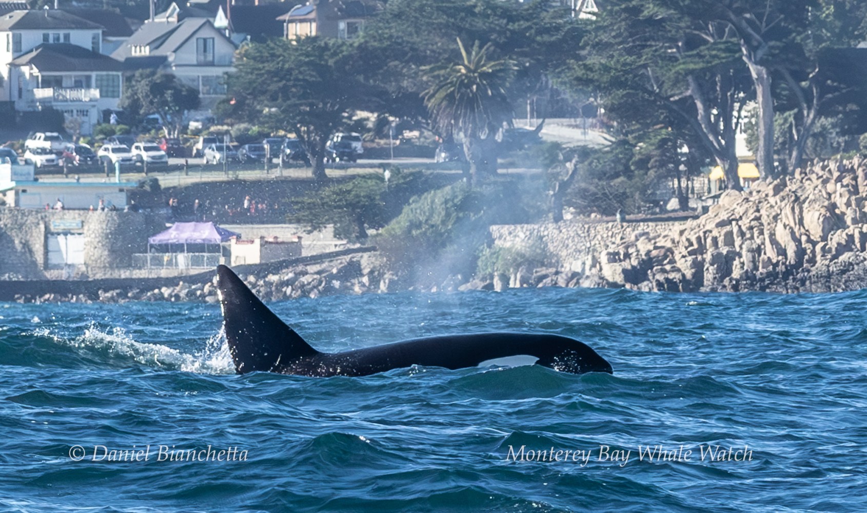 Orca surfacing in Monterey Bay with town and trees in the background.