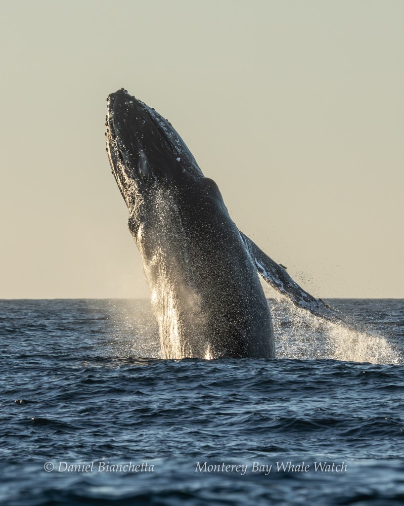 Humpback whale breaching out of the ocean, with water splashing around.