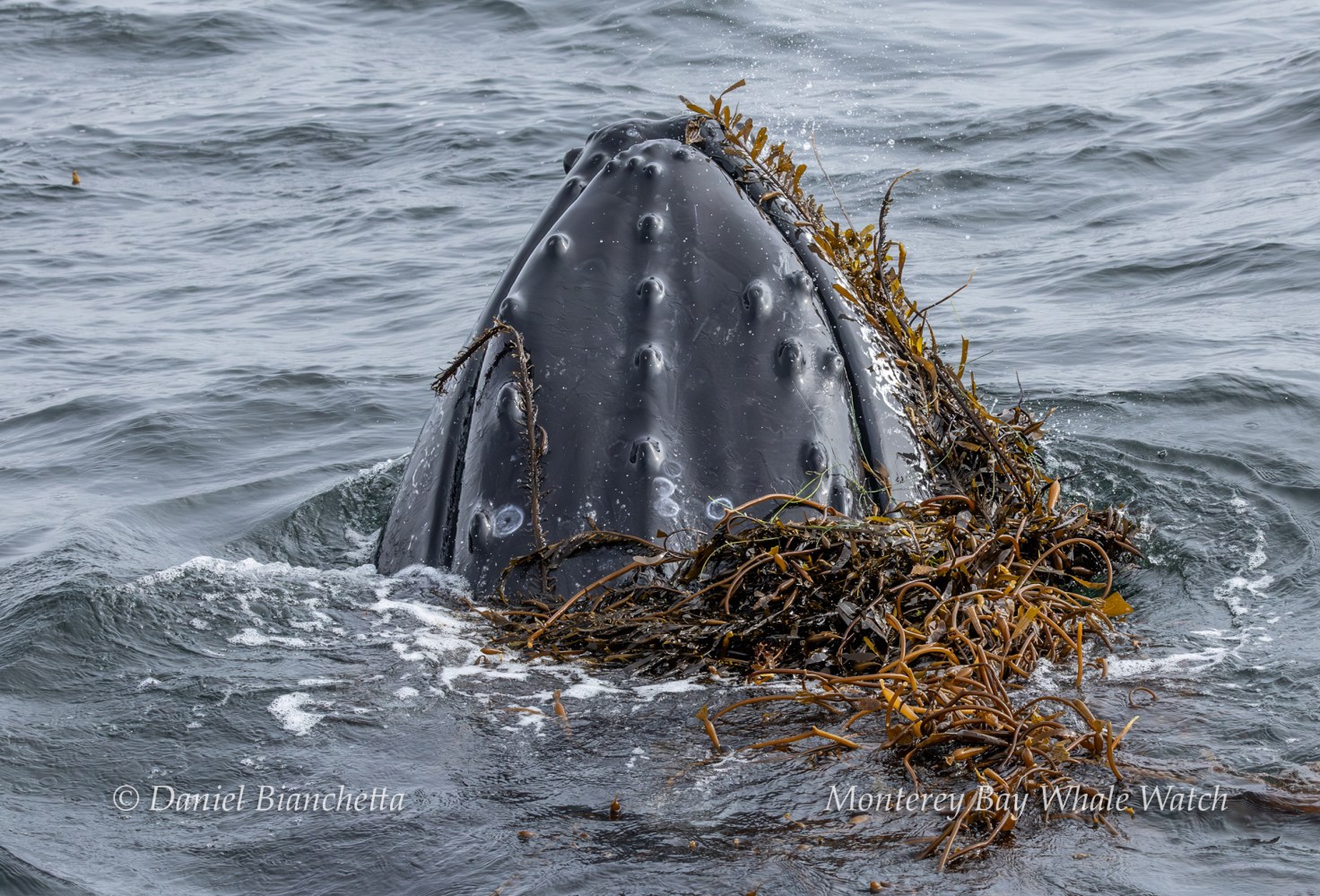 Whale's head emerging from water, covered in seaweed, with water splashing.