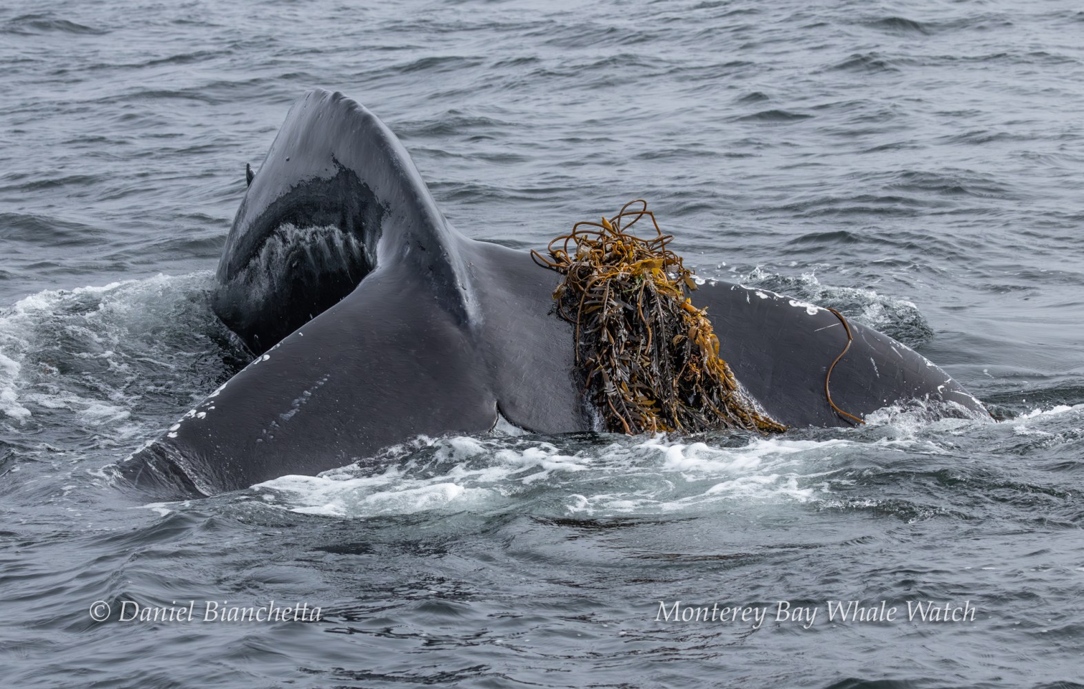 Whale tail with seaweed in water, captioned 'Monterey Bay Whale Watch'.