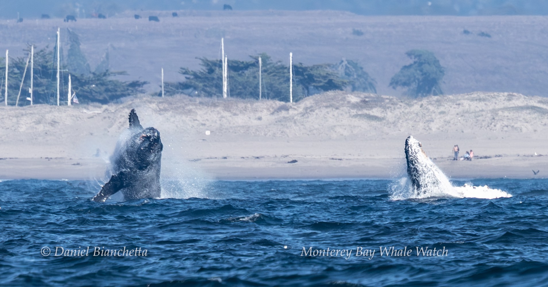 Two whales breaching in the ocean near a sandy shore with distant hills and trees.