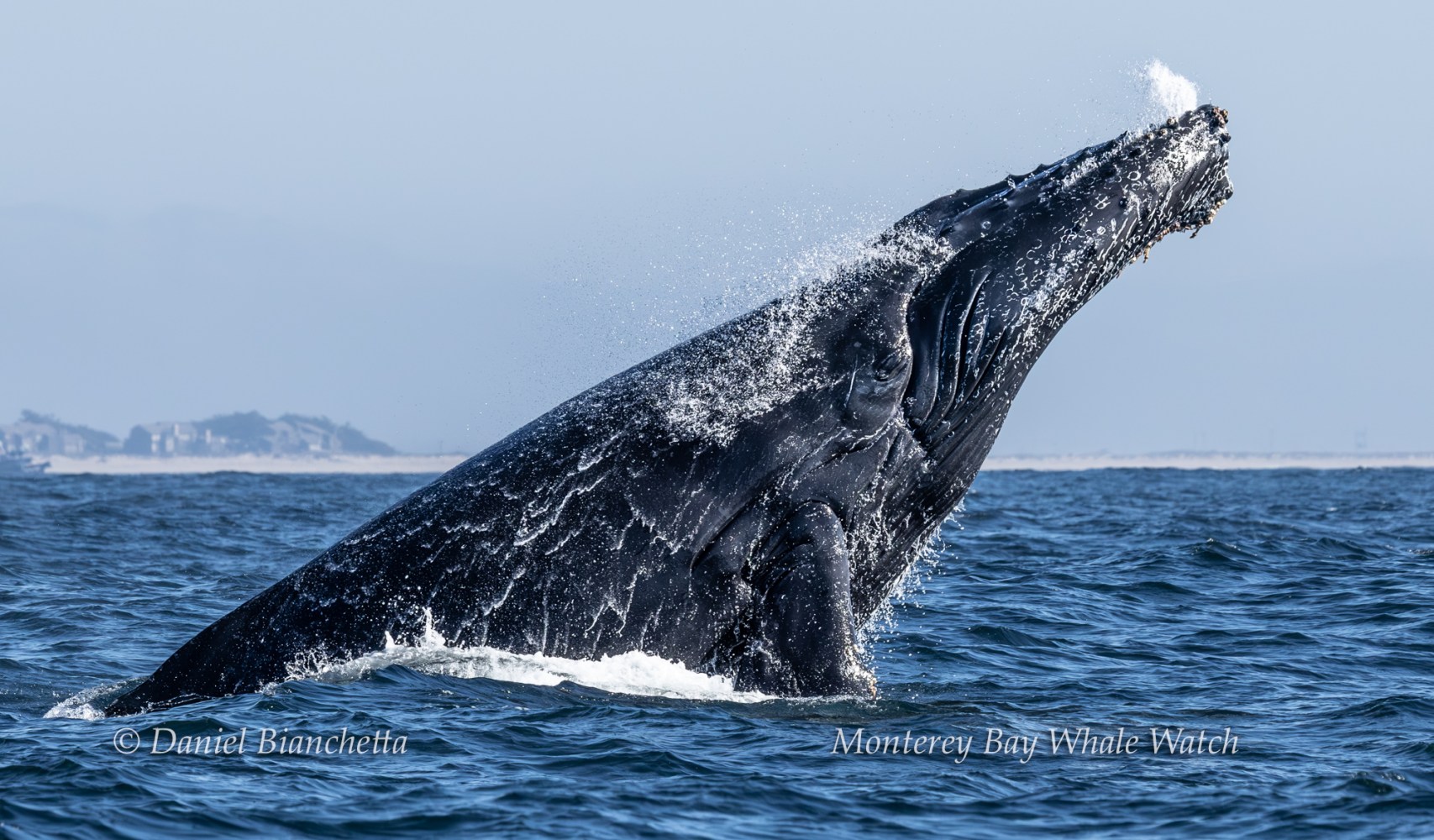 Humpback whale breaching in ocean near coastline, with water spray and distant land visible.