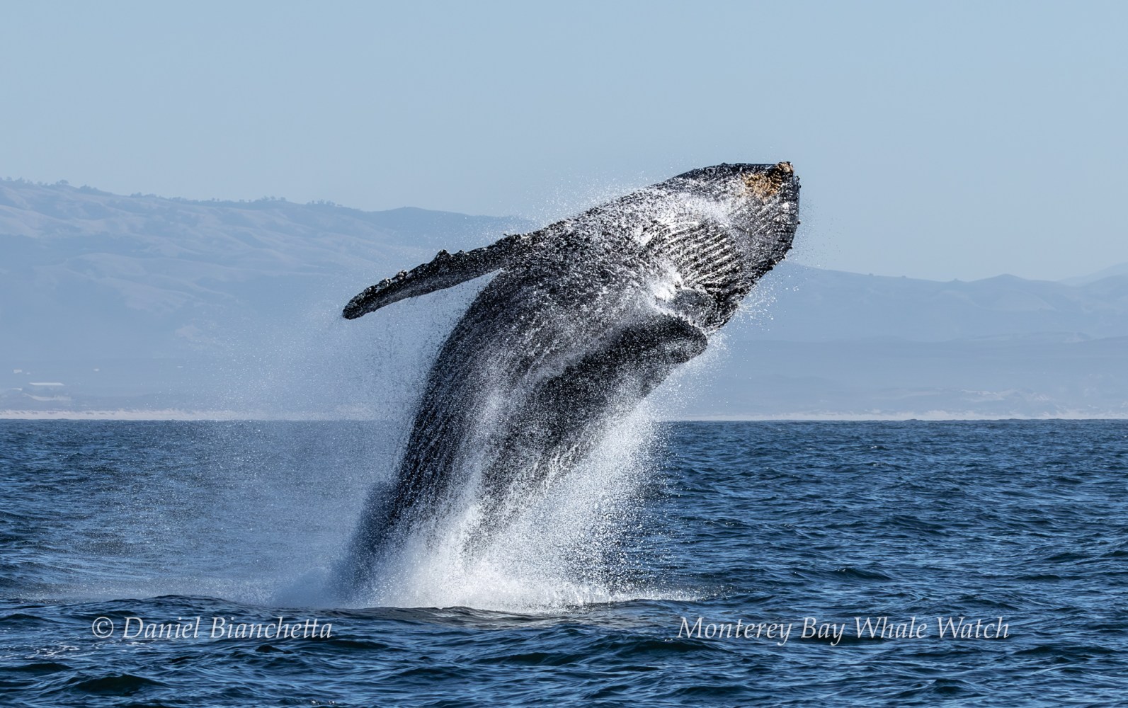 Humpback whale breaching in ocean near coastline under clear blue sky.