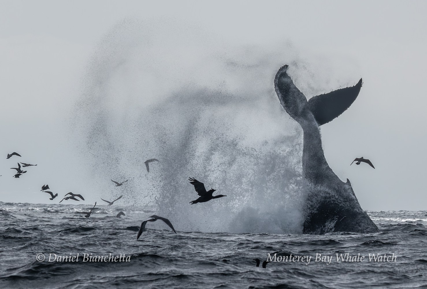 Whale tail splash in ocean, surrounded by flying seabirds.