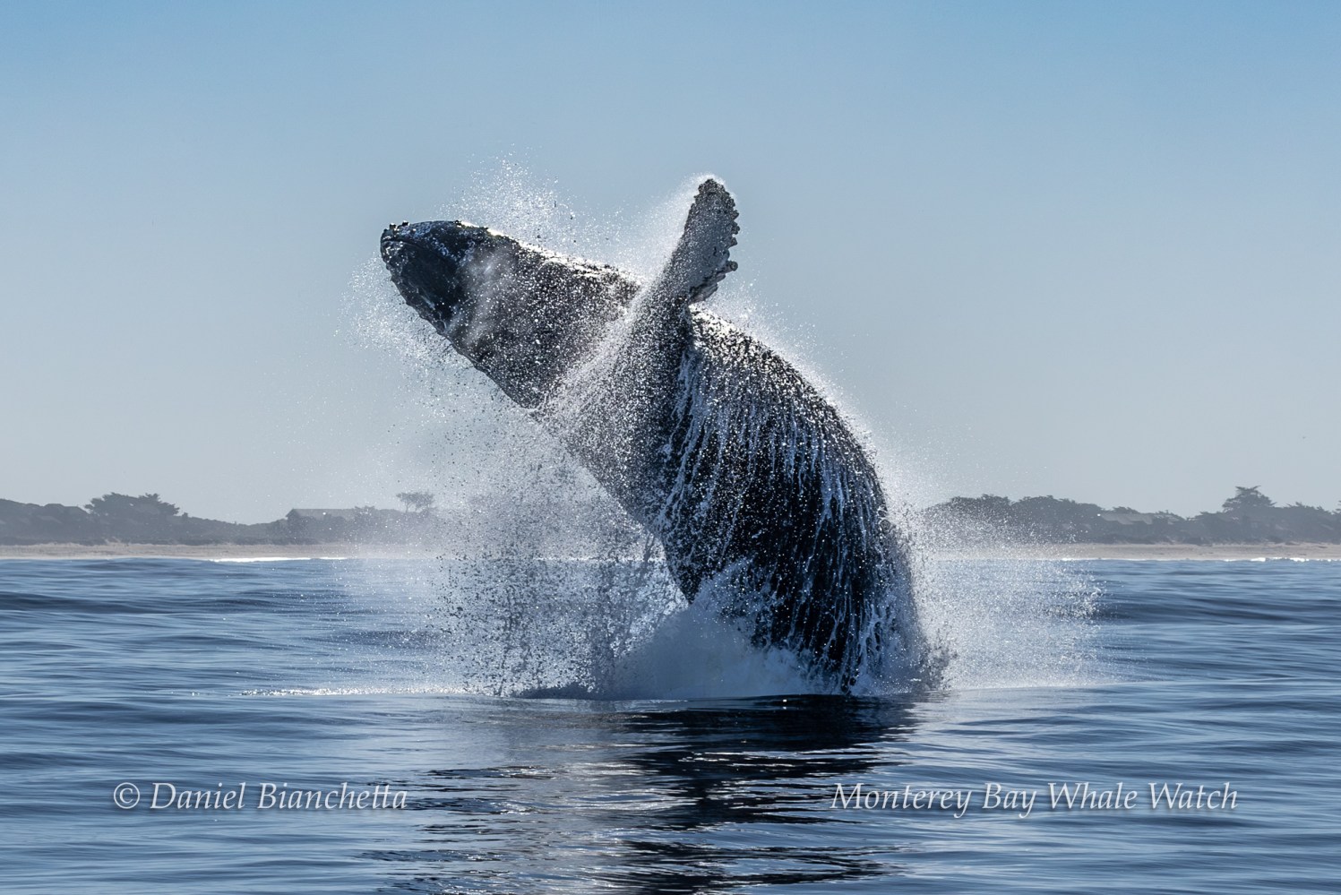 Humpback whale breaching out of the ocean with water splashing around.