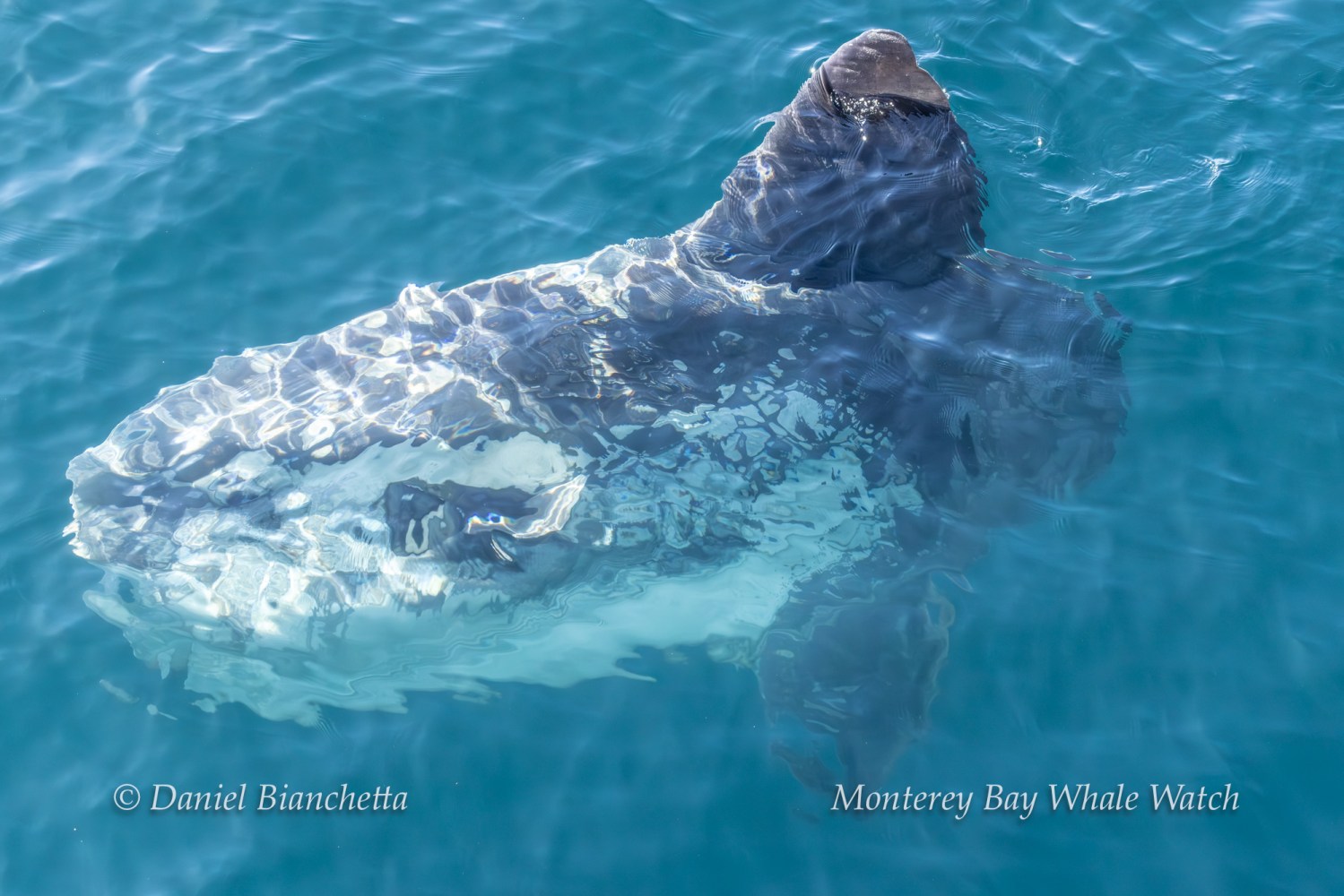 Ocean sunfish partially submerged in clear blue water.