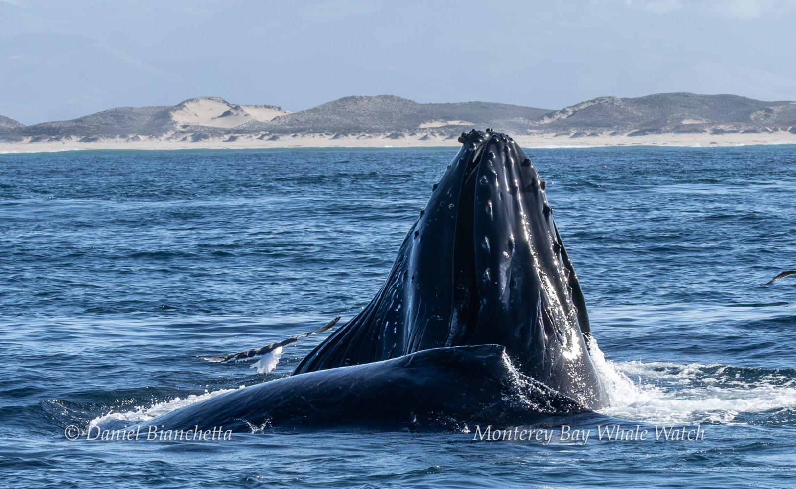 Humpback whale breaching water with distant sandy hills and seagulls nearby.
