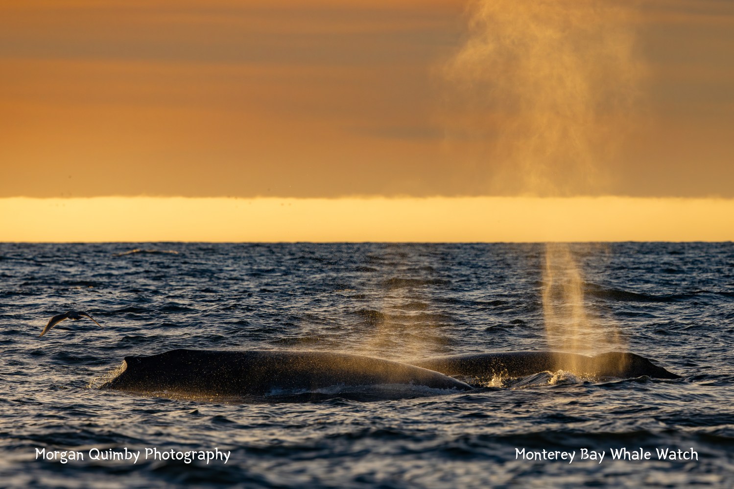 Two whales exhaling mist at sea with a golden sunset in the background and a bird flying nearby.