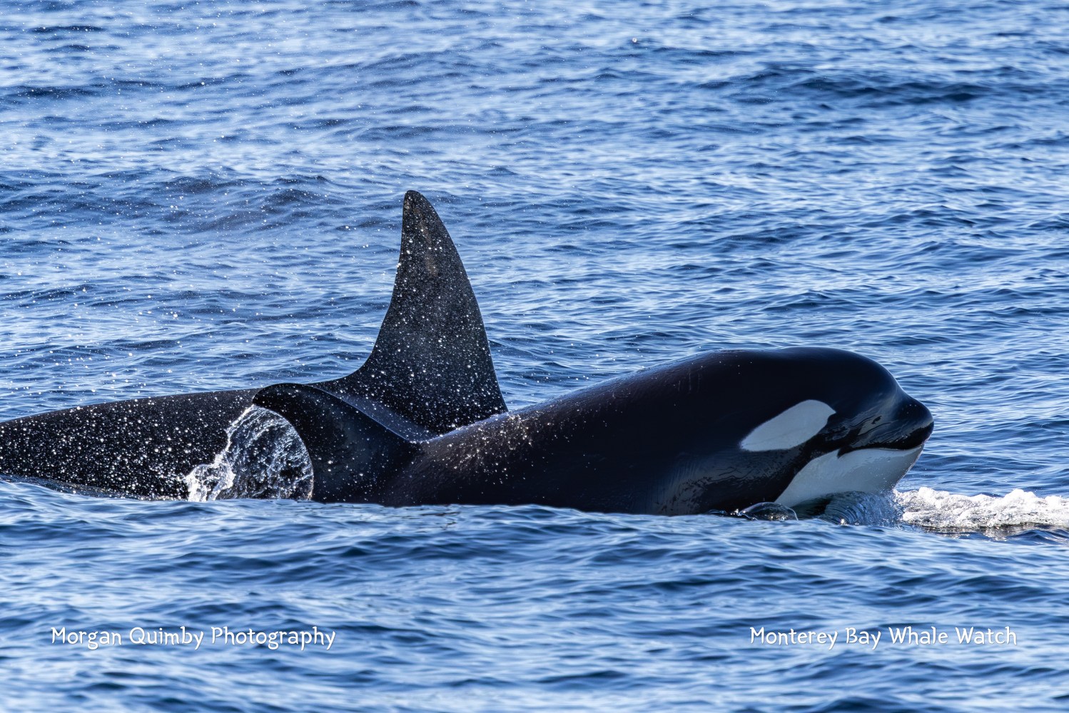 Orca swimming in the ocean with dorsal fin above water.