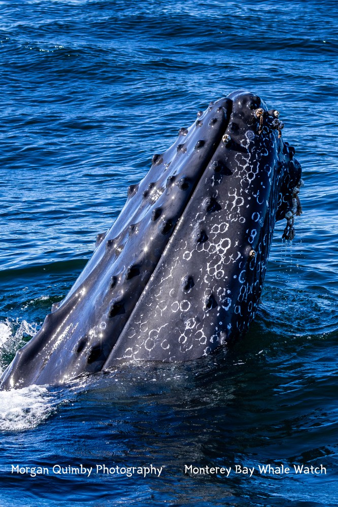 Humpback whale's head emerging from ocean water with barnacles visible.