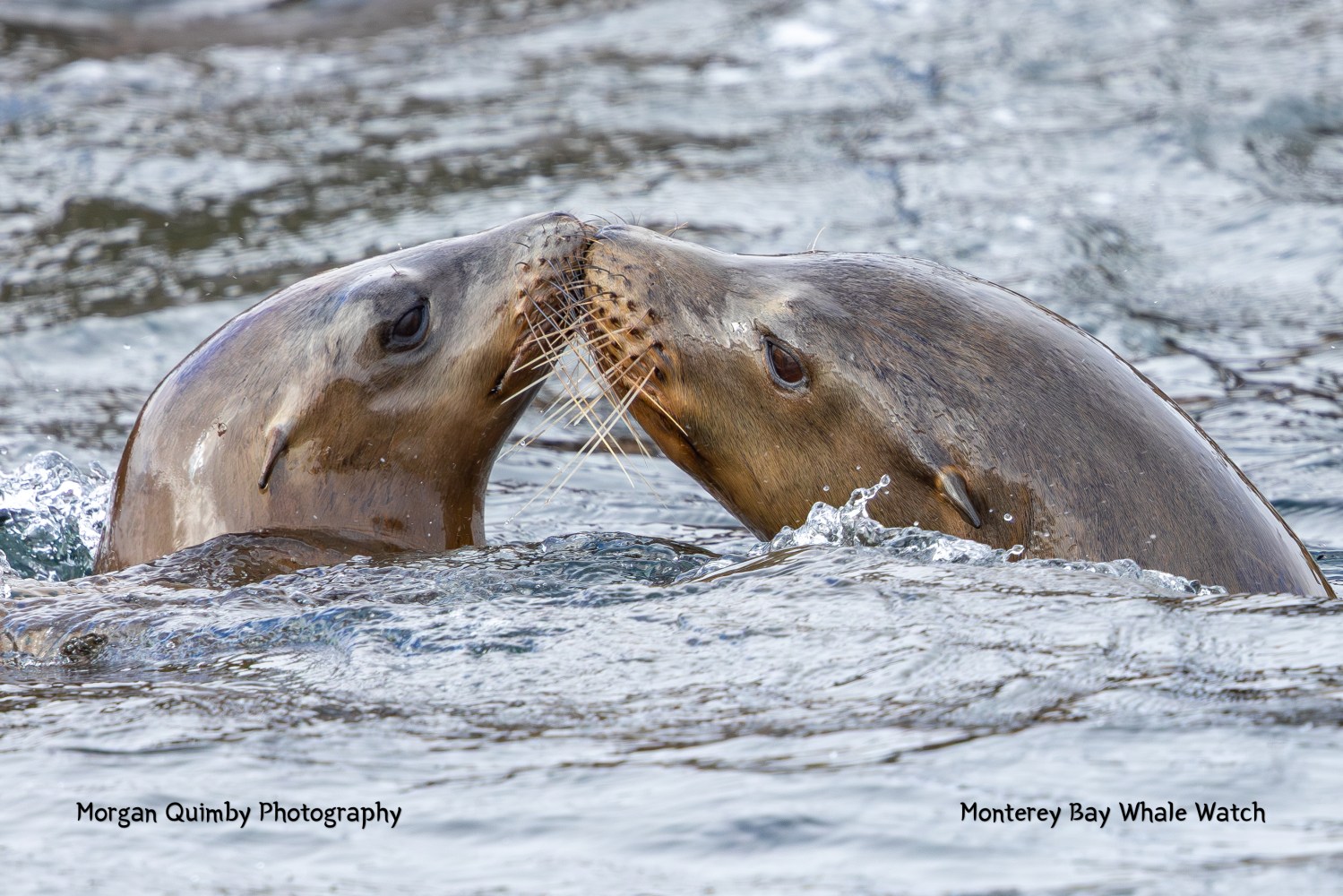 Two sea lions nuzzle each other in the water, with rippling waves around them.